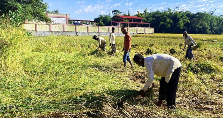 আমন ধানের বাম্পার ফলন,মৌলভীবাজারে কৃষকদের মুখে হাসি